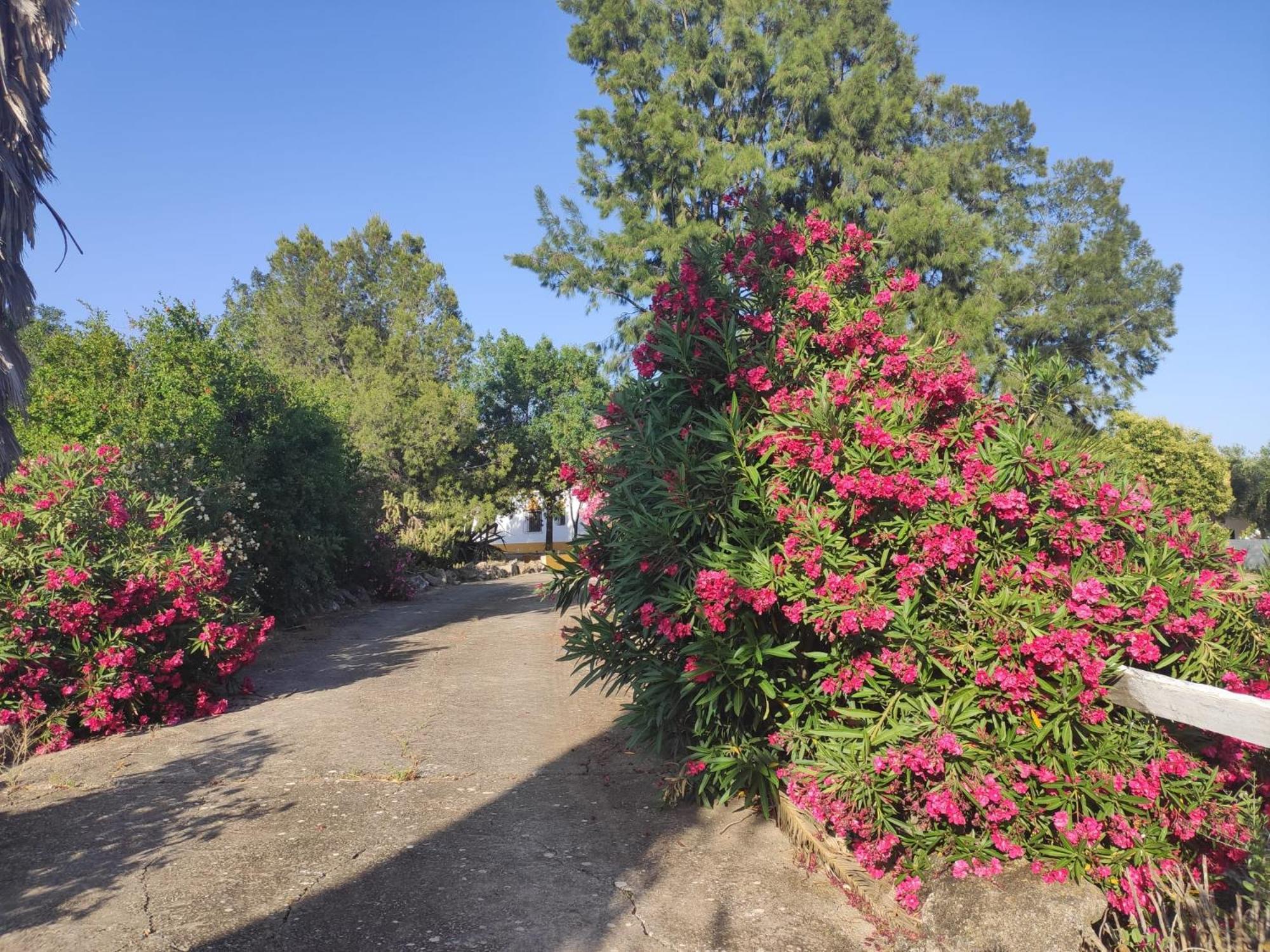 Cortijo El Morisco. Apartment Espera Екстериор снимка
